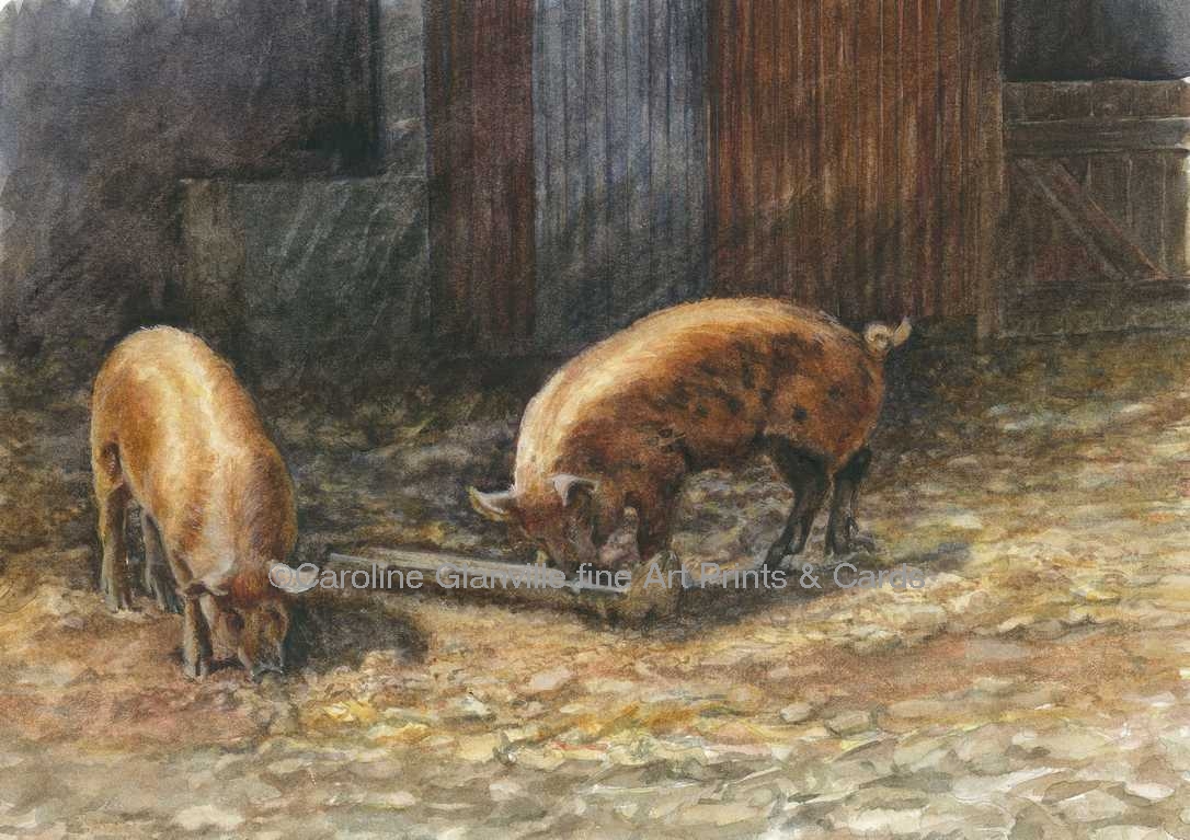 Tamworth pigs, painting by Caroline Glanville